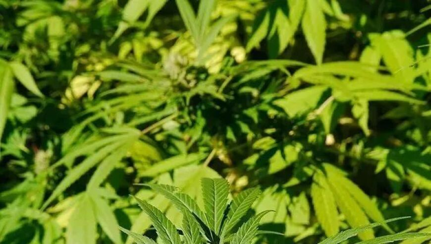 柯洁：当所有的夜都指向黎明,香港6合和彩官网开奖网站论坛,完美答案解释落实_扩展版V6.38